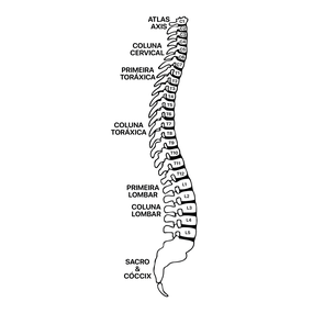 Coluna vertebral
